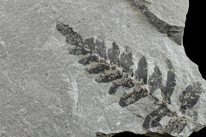 Pennsylvanian Fossil Fern (Neuropteris) Plate - Kentucky #154664